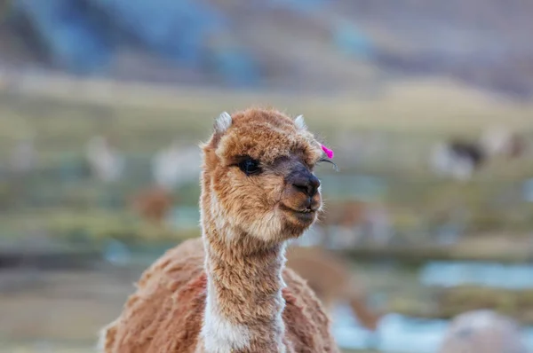 Peruvian Alpaca Andes — Stock Photo, Image