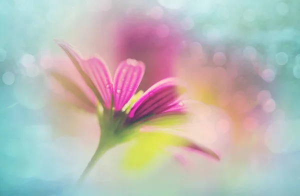 Amazing Colorful Flower Close — Stock Photo, Image