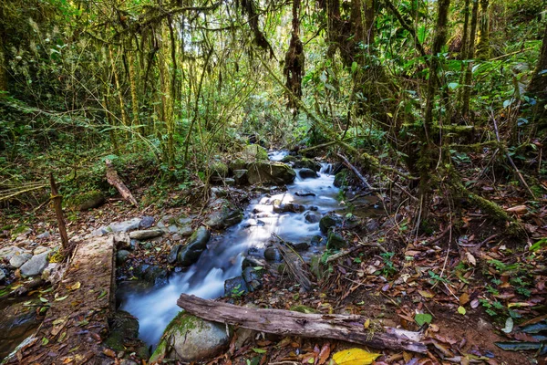 Giungla Nelle Hawaii Ricreazione Natura — Foto Stock