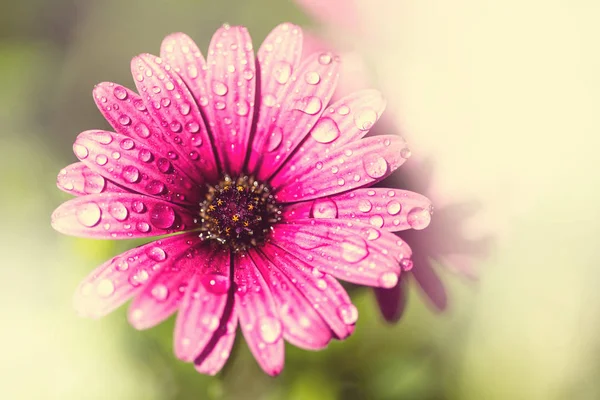 Erstaunliche Bunte Blume Frühling Garten — Stockfoto