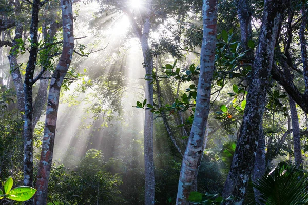 Selva Hawaii Naturaleza Recreación — Foto de Stock