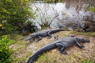 Doğa ortamlarında Florida'da timsahlar 