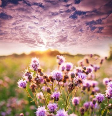 Çayırda yaz çiçekleri