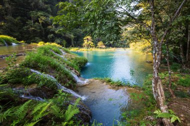 Semuc Champey, Lanquin, Guatemala, Orta Amerika 'daki güzel doğal havuzlar.
