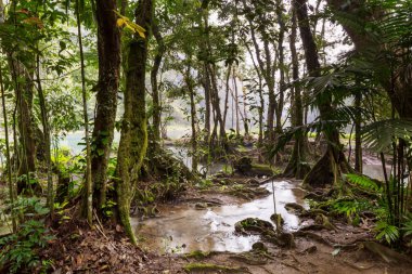 Semuc Champey, Lanquin, Guatemala, Orta Amerika 'daki güzel doğal havuzlar.
