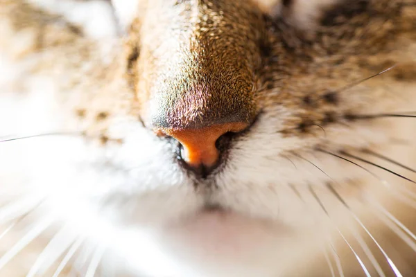 Close Portrait Cat — Stock Photo, Image