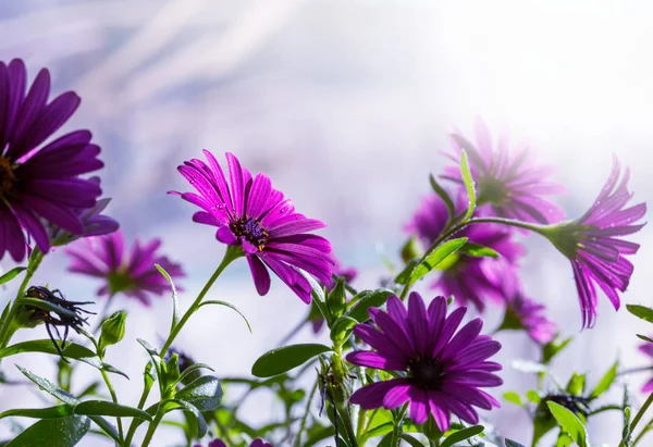 Amazing Colorful Flowers Spring Garden — Stock Photo, Image