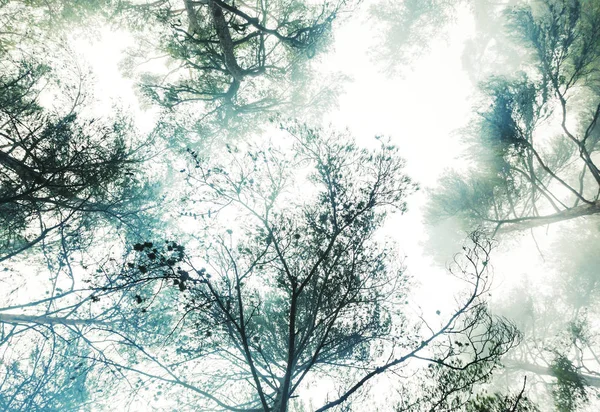 魔法の霧の森自然の風景 — ストック写真