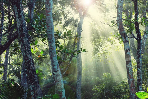 Ζούγκλα Στη Χαβάη Χαρακτήρα Αναψυχής — Φωτογραφία Αρχείου