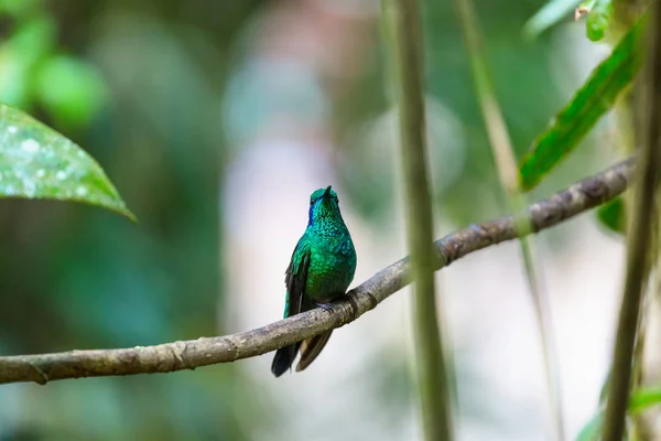 Colibri Coloré Costa Rica Amérique Centrale — Photo