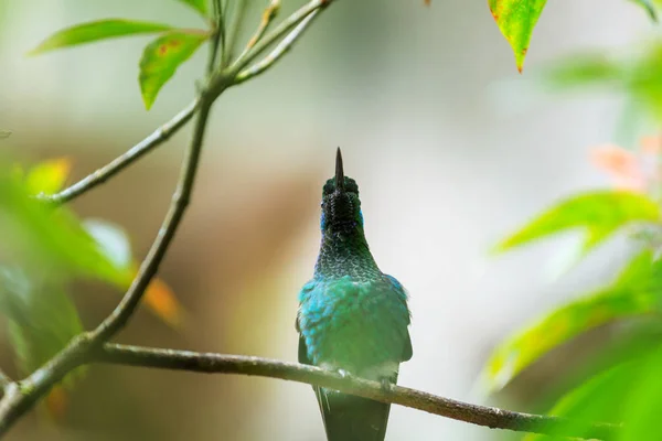 Hummingbird Colorido Costa Rica América Central — Fotografia de Stock