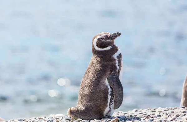 Pingouin Magellan Spheniscus Magellanicus Patagonie — Photo