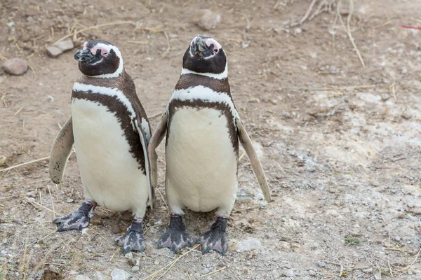 Pinguini Magellanici Spheniscus Magellanicus Patagonia — Foto Stock