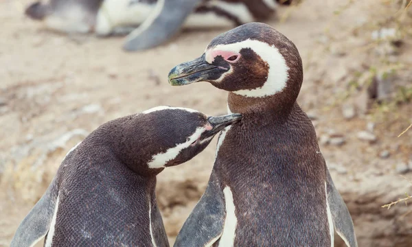 Magellanic Penguins Spheniscus Magellanicus Patagonia — Stock Photo, Image