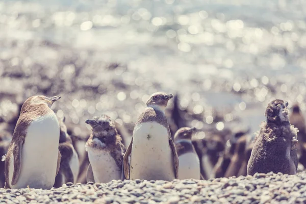 Pingüinos Magallanes Spheniscus Magellanicus Patagonia —  Fotos de Stock