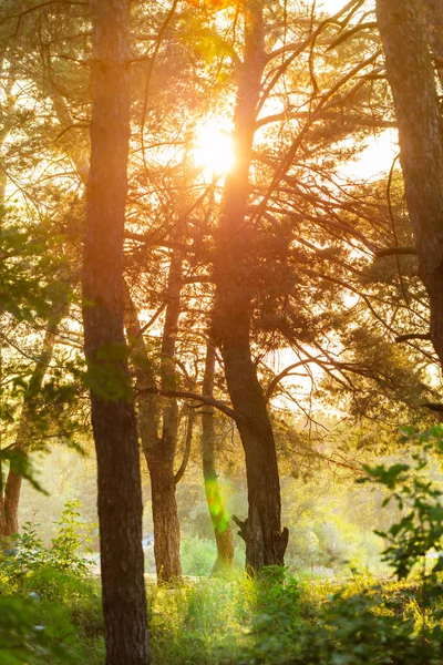 緑の森の中で晴れた日に太陽が照りつける — ストック写真