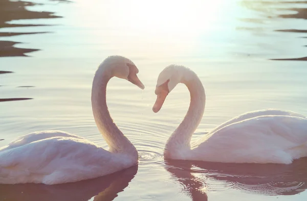 Swans Beautiful Birds Close — Stock Photo, Image