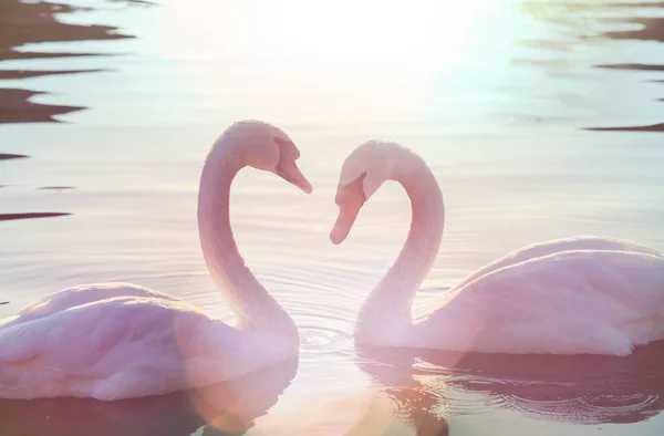 Swans Beautiful Birds Close — Stock Photo, Image