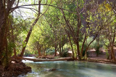 güzel küçük nehir orman