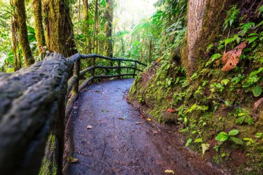 Hiking in green tropical jungle, Costa Rica, Central America clipart