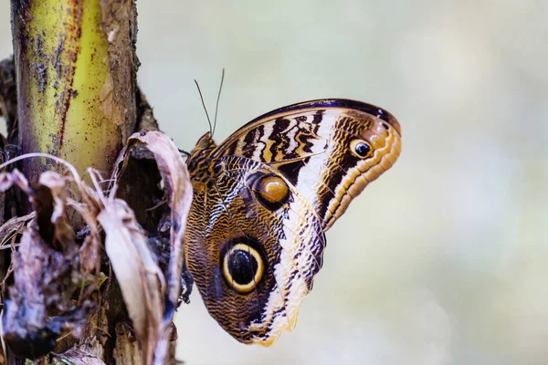 Hermosa Mariposa Blue Morpho Morpho Peleides Costa Rica — Foto de Stock