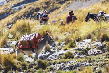 Donkey caravan in Cordiliera Huayhuash, Peru, South America clipart