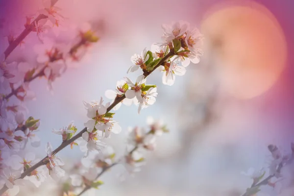 Bahar Bahçesinde Açan Kiraz Çiçekleri — Stok fotoğraf