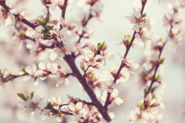 Flores Del Cerezo Floreciendo Jardín Primavera — Foto de Stock