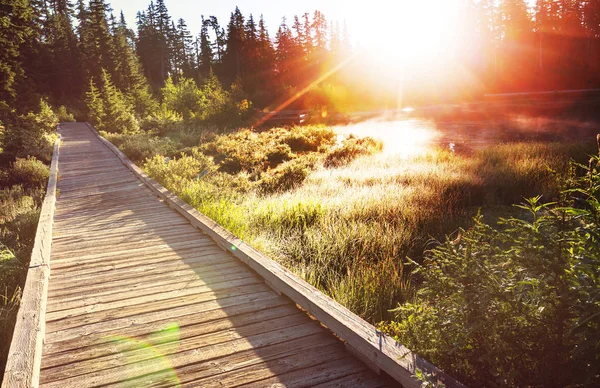 Houten Promenade Het Bos — Stockfoto