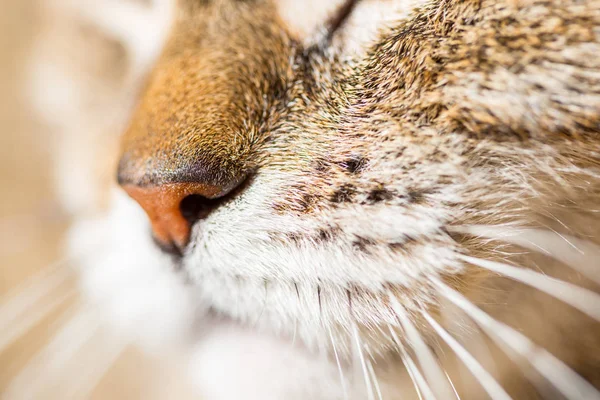 Close Portrait Cat — Stock Photo, Image