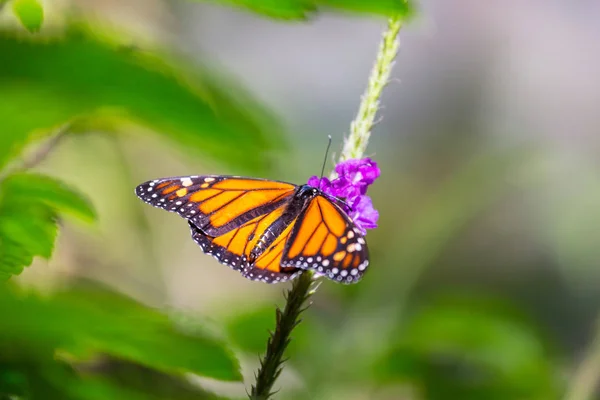 Schmetterling Auf Frühlingsblumen — Stockfoto