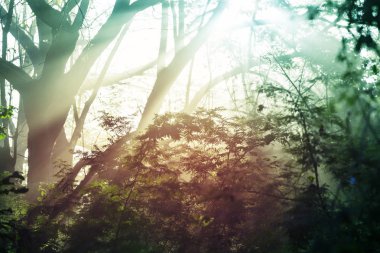 Hawaii doğa eğlence ormanda