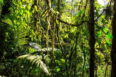 Hawaii doğa eğlence ormanda