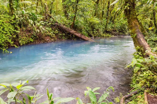 Selva Hawaii Naturaleza Recreación —  Fotos de Stock