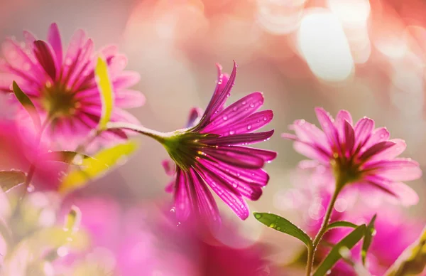 Csodálatos Színes Virág Közelről — Stock Fotó