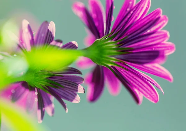 Úžasné Barevné Květy Zblízka — Stock fotografie