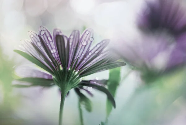 驚くほどのカラフルな花をクローズ アップ — ストック写真