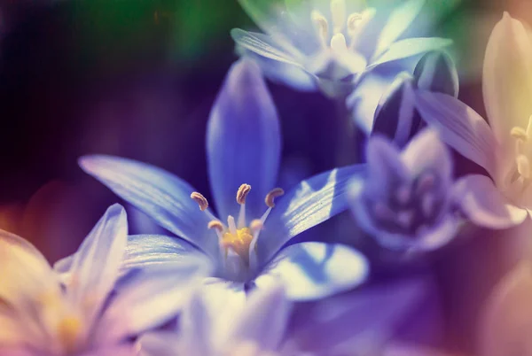 Közelkép Gyönyörű Virágokról Alkalmas Virágos Háttér — Stock Fotó
