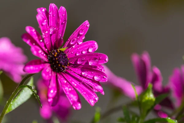 Detailní Záběr Krásné Květiny Vhodné Pro Květinové Pozadí — Stock fotografie