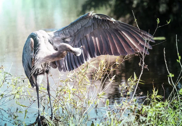 Büyük Mavi Balıkçıl Everglades Florida — Stok fotoğraf