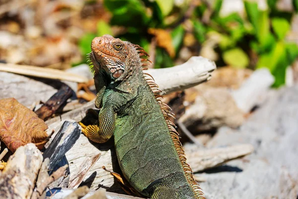 Divoký Zelený Leguán Kostarice — Stock fotografie