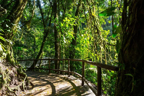 Džungle Hawaii Přírodní Rekreace — Stock fotografie