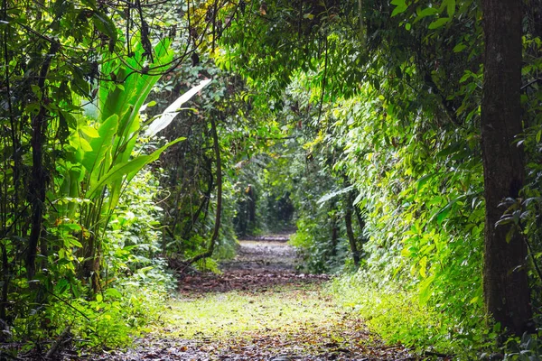 Dschungel Der Hawaiianischen Natur Erholung — Stockfoto