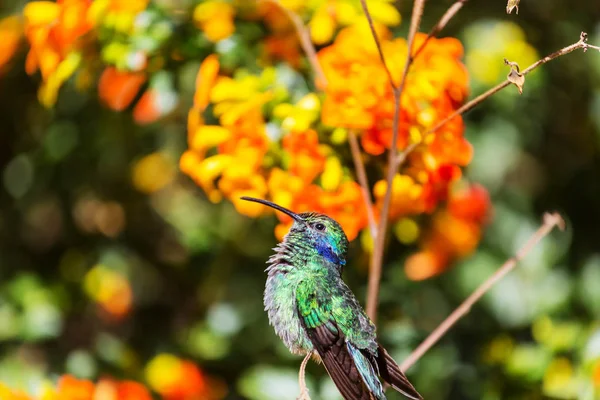 哥斯达黎加 中美洲多彩的蜂鸟 — 图库照片