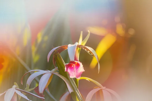 Orkidéer Blommor Närbild — Stockfoto