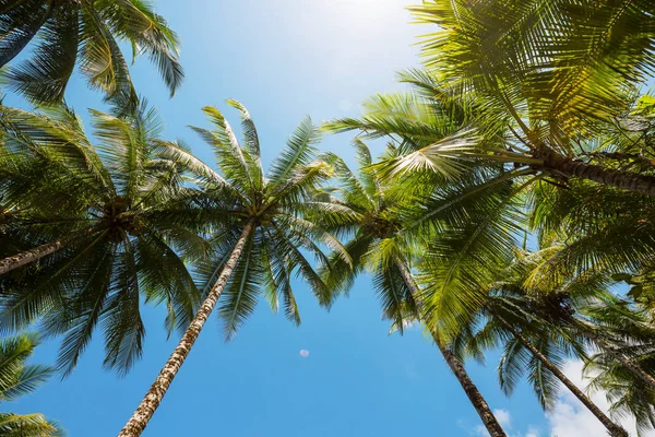 Palmplantage Tropisch Eiland — Stockfoto
