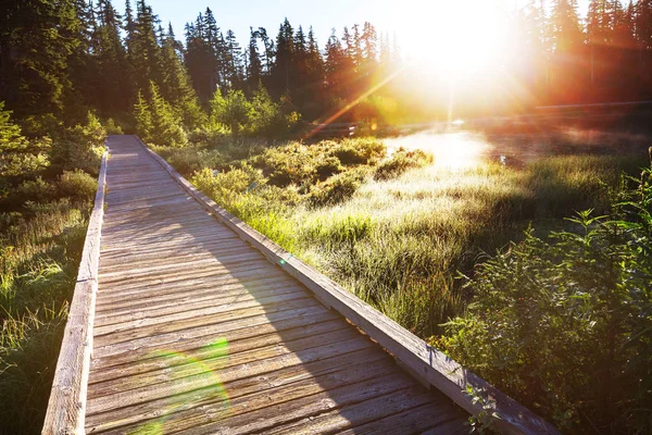 Wooden Boardwalk Forest — Stock Photo, Image