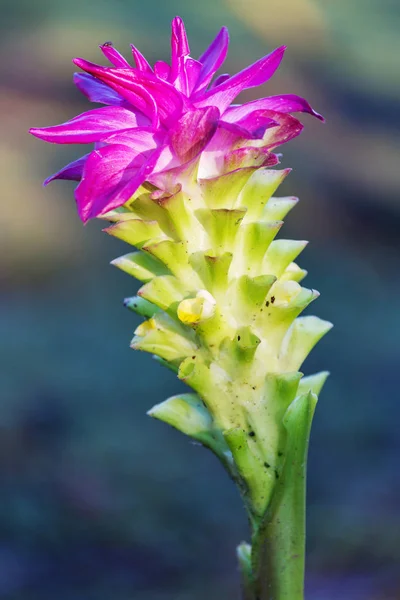 Flores Jardim Havaianas Fechar — Fotografia de Stock