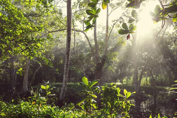 Misty Τροπικό Δάσος Στην Κόστα Ρίκα Κεντρική Αμερική — Φωτογραφία Αρχείου