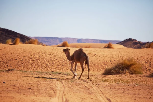 Верблюд Закате Пустыне — стоковое фото